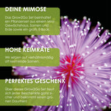 GROW2GO Mimose Starter Kit - Pflanzset aus Mini-Gewächshaus, Mimose Samen &amp; Erde - HappySeed