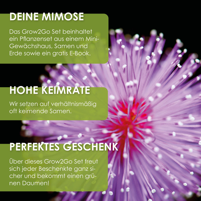 GROW2GO Mimose Starter Kit - Pflanzset aus Mini-Gewächshaus, Mimose Samen &amp; Erde - HappySeed