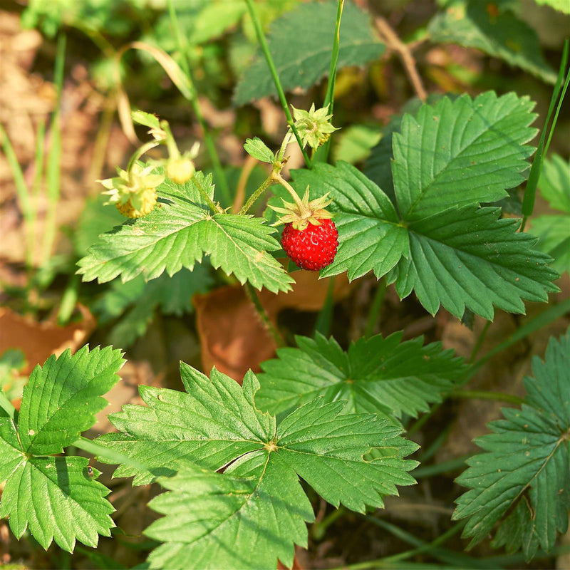Erdbeeren Samen - Fragaria - HappySeed