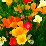 Kalifornischer Mohn Samen - Eschscholzia californica (Mix) - HappySeed