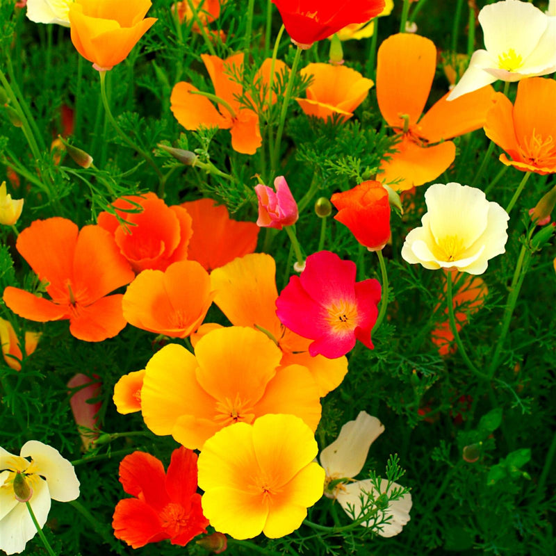 Kalifornischer Mohn Samen - Eschscholzia californica (Mix) - HappySeed