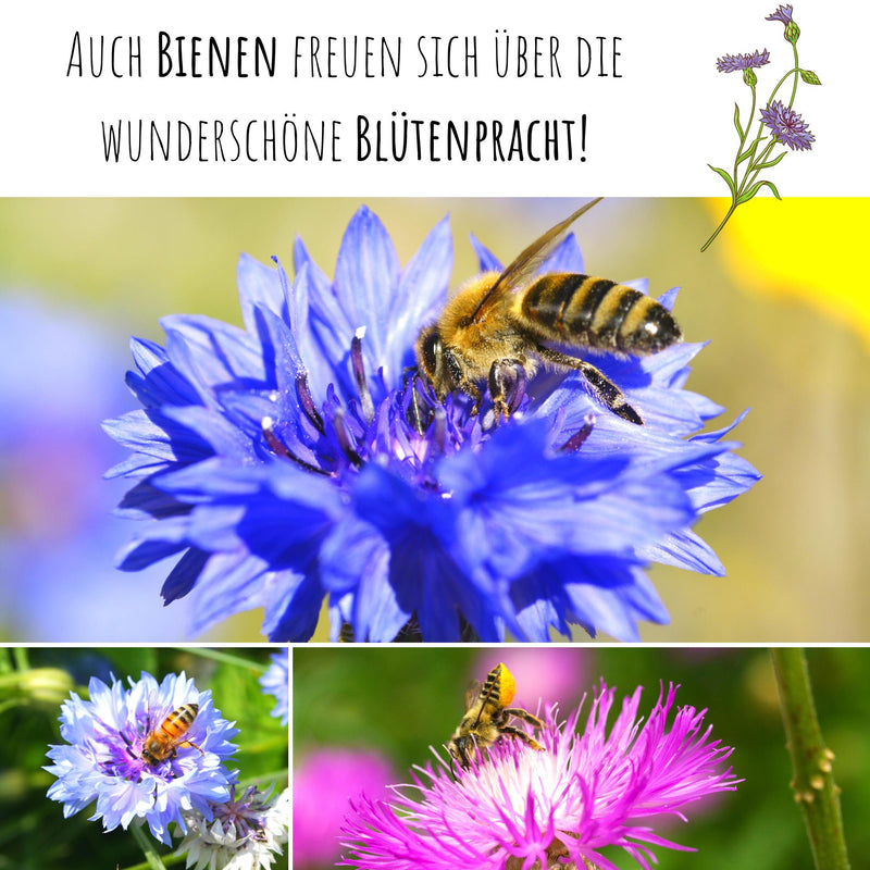 Kornblumen Samen (Centaurea cyanus) - Schwarz, 1000 Korn, 80 cm - HappySeed