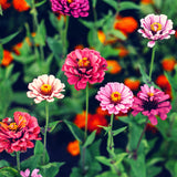Zinnien Samen - Zinnia (Mix) - HappySeed