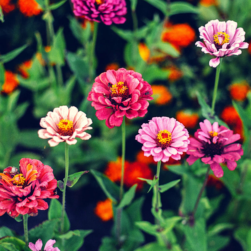 Zinnien Samen - Zinnia (Mix) - HappySeed