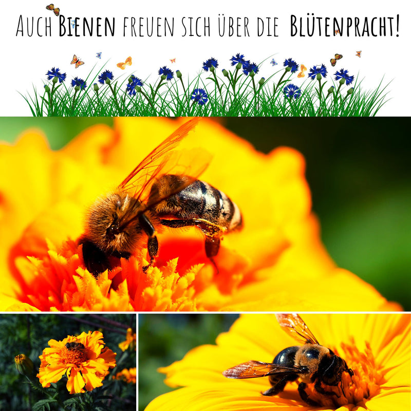 Ringelblumen Samen - Calendula Officinalis (Abendrot) - HappySeed
