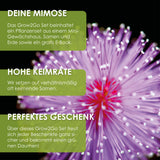 GROW2GO Mimose Starter Kit - Pflanzset aus Mini-Gewächshaus, Mimose Samen & Erde - HappySeed