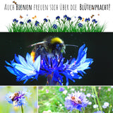 Kornblumen Samen (Centaurea cyanus) - Blau, 1000 Korn, 80 cm - HappySeed
