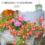 Blumensamen Balkonkasten Mischung - Farbenfroher Blumen Mix - HappySeed