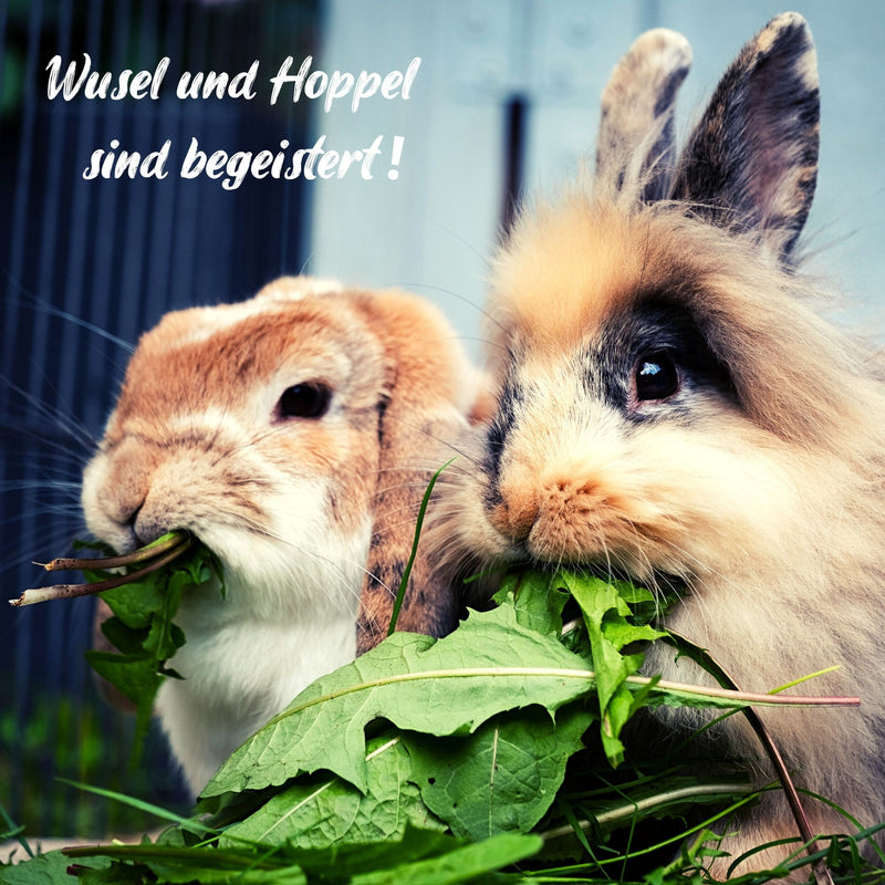Löwenzahn Samen für Kaninchen - Wildkräuter Saatgut als optimale Futterergänzung - HappySeed