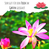 Lotus Samen winterhart (Nelumbo nucifera) - Indische Lotusblume Samen mit majestätischen Blüten zum selber ziehen für Aquarium, Teich &amp; Garten - HappySeed
