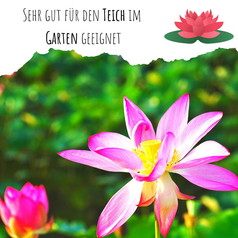 Lotus Samen winterhart (Nelumbo nucifera) - Indische Lotusblume Samen mit majestätischen Blüten zum selber ziehen für Aquarium, Teich &amp; Garten - HappySeed