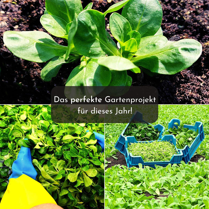 5m Saatband mit Feldsalat Samen - Verte a coeur plein 2 - Valerianella locusta - HappySeed