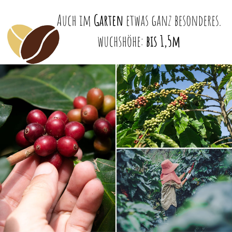 Kaffee Samen - Coffea arabica nana - HappySeed