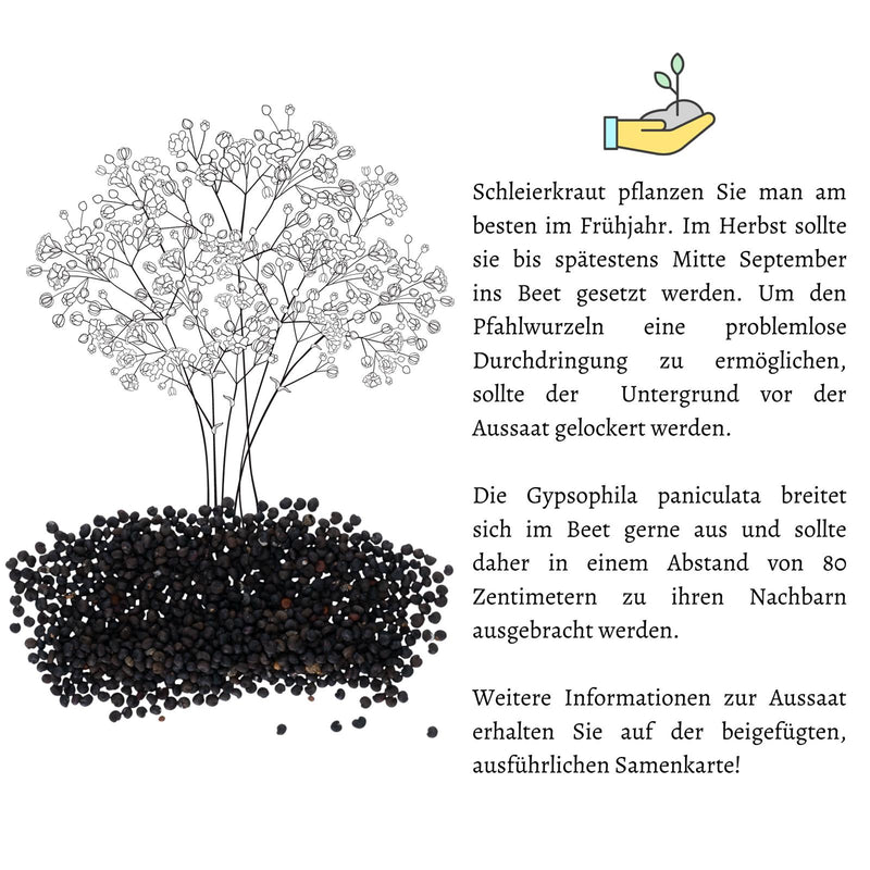 Schleierkraut Samen - Gypsophilia paniculata - HappySeed