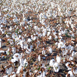 GROW2GO Baumwoll-Pflanzset ideal zur Baumwollhochzeit - Mini-Gewächshaus, Baumwollsamen &amp; Erde - HappySeed