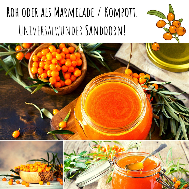 Sanddorn Samen - Hippophae rhamnoides - HappySeed