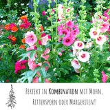 Stockrosen Samen - Alcea Rosea (Weiß) - HappySeed