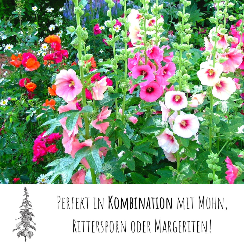 Stockrosen Samen - Alcea Rosea (Weiß) - HappySeed