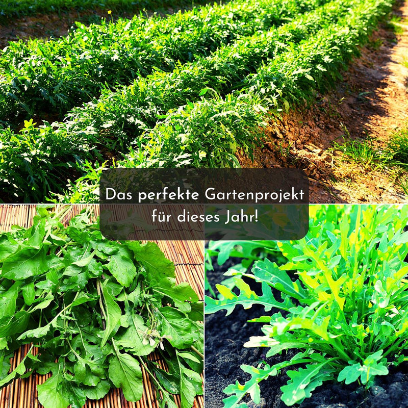 5m Saatband mit Rucola Samen - Eruca sativa - HappySeed