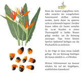 Strelitzie / Paradiesvogelblume Samen - Strelitzia reginae, 4 Korn