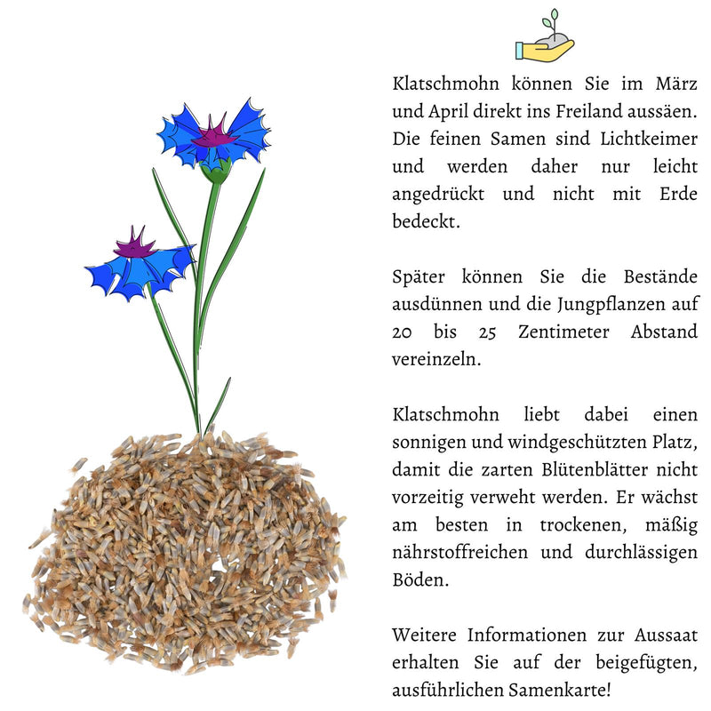 Kornblumen Samen (Centaurea cyanus) - Blau, 1000 Korn, 80 cm - HappySeed