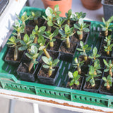 GROW2GO Kakteen Starter Kit Anzuchtset - Pflanzset aus Mini-Gewächshaus, Kaktus Samen & Erde (Wüstenrose) - HappySeed