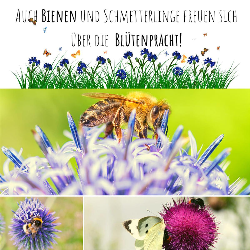 Kugeldistel Samen - Echinops ritro - HappySeed