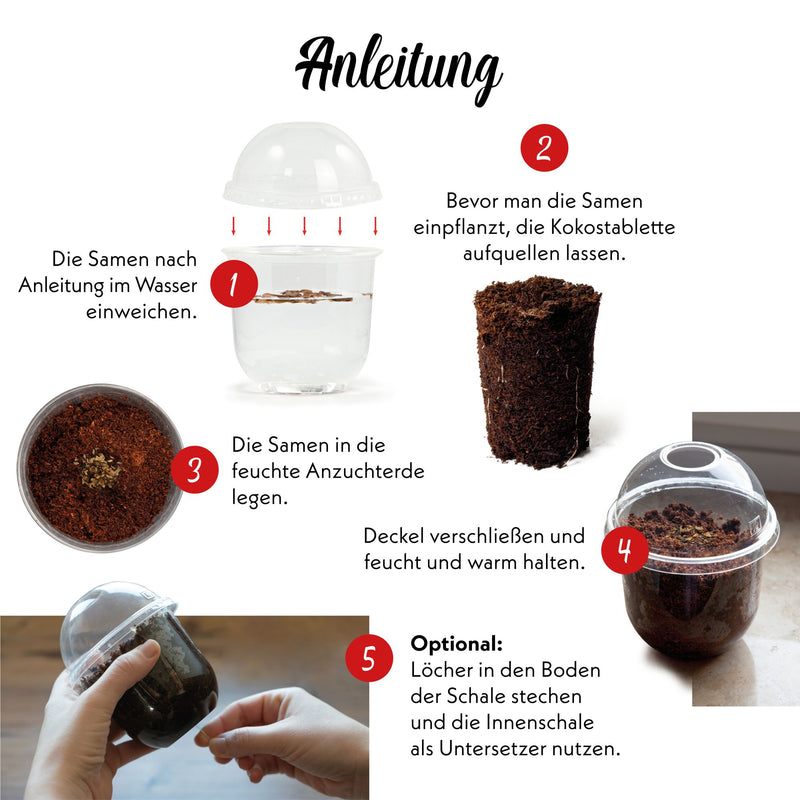 GROW2GO Bonsai Starter Kit inkl. GRATIS eBook - Afrikanischer Blauregen - HappySeed