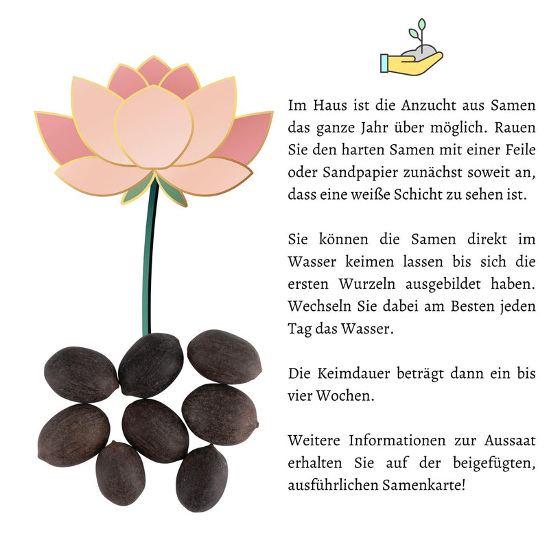Lotus Samen winterhart (Nelumbo nucifera) - Indische Lotusblume Samen mit majestätischen Blüten zum selber ziehen für Aquarium, Teich &amp; Garten - HappySeed