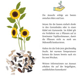 Sonnenblumen Samen - Helianthus annuus (Limonengelb) - HappySeed