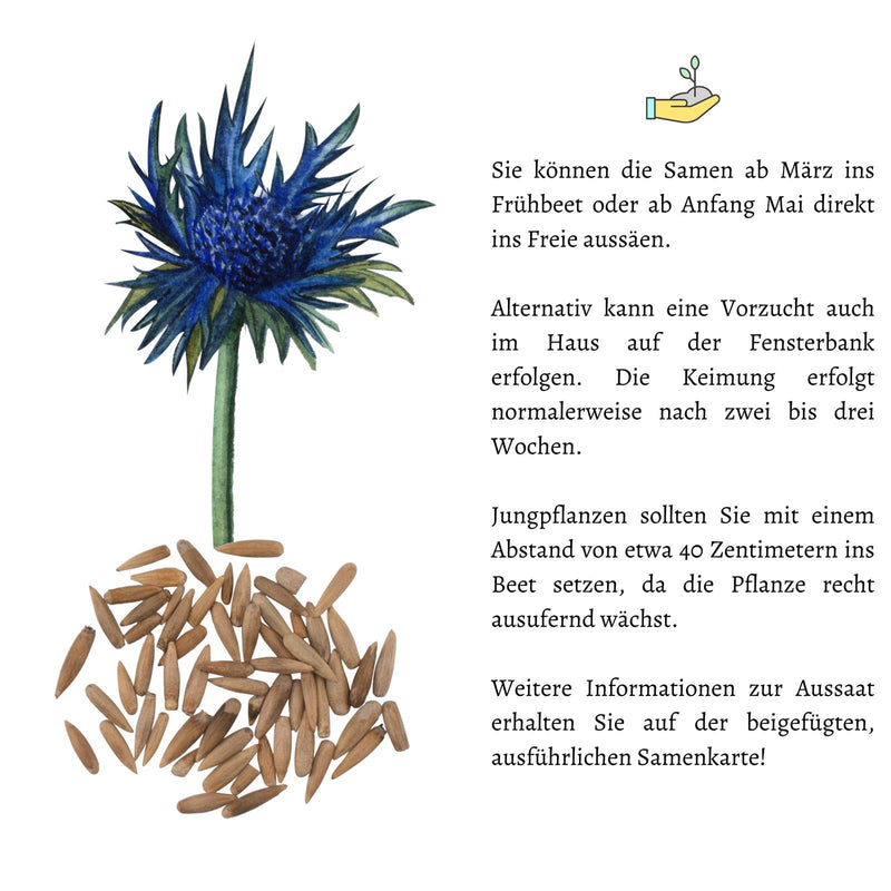 Kugeldistel Samen - Echinops ritro - HappySeed