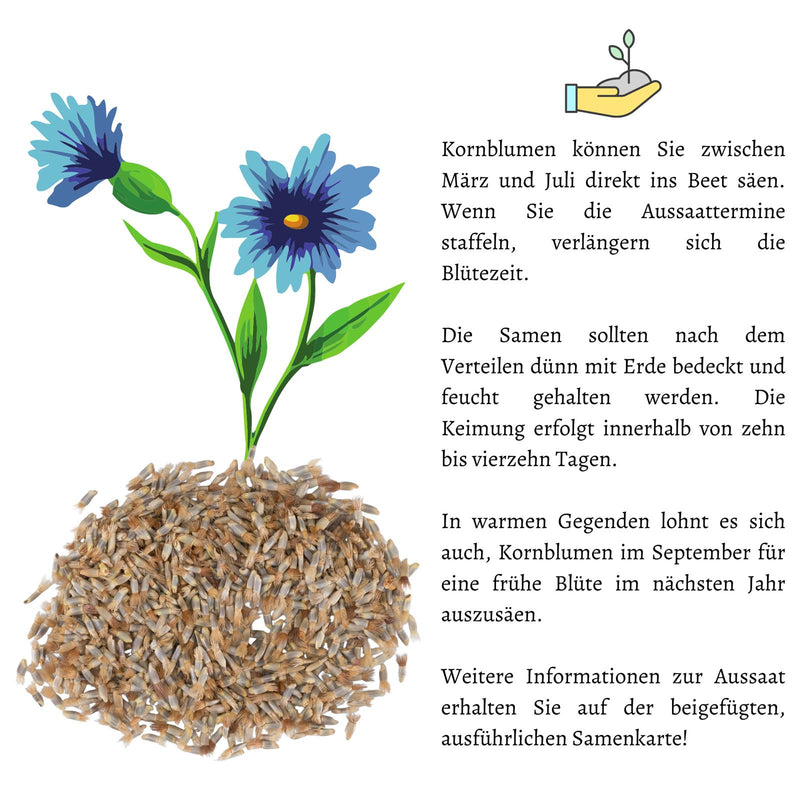 Kornblumen Samen (Centaurea cyanus) - Mini Mix, 1000 Korn, 50 cm - HappySeed
