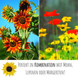 Farbenfrohe Sonnenblumen Samen mit hoher Keimrate - 5er Set - HappySeed