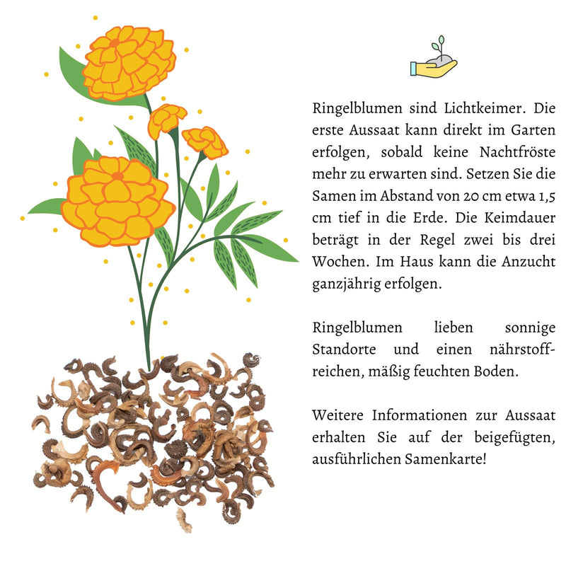 Ringelblumen Samen - Calendula Officinalis (Gelb/Orange) - HappySeed