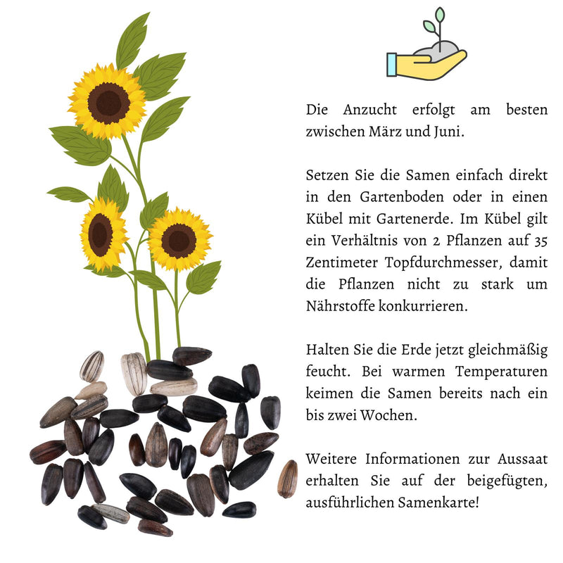 Sonnenblumen Samen - Helianthus annuus (Eklipse) - HappySeed
