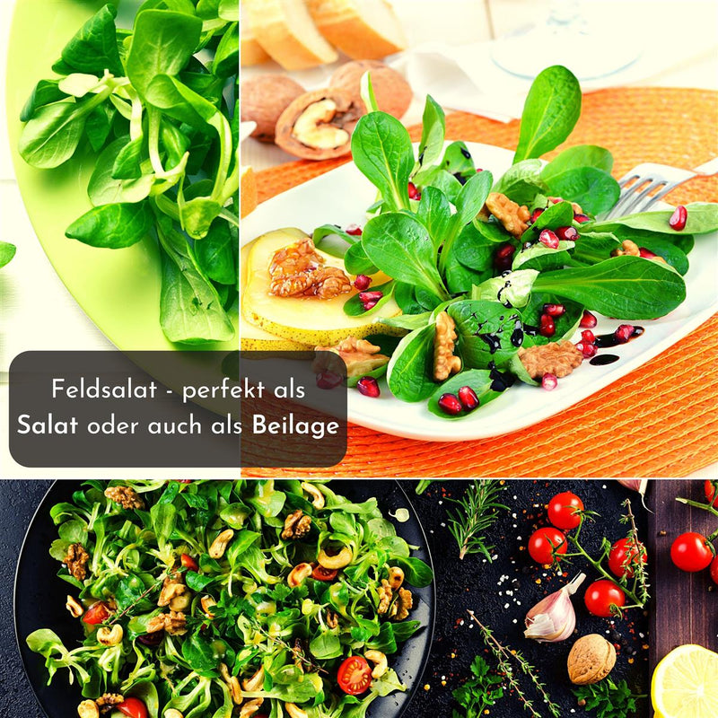 5m Saatband mit Feldsalat Samen - Verte a coeur plein 2 - Valerianella locusta - HappySeed
