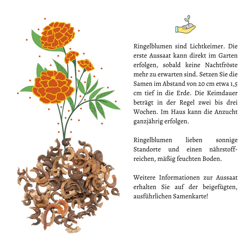 Ringelblumen Samen - Calendula Officinalis (Abendrot) - HappySeed