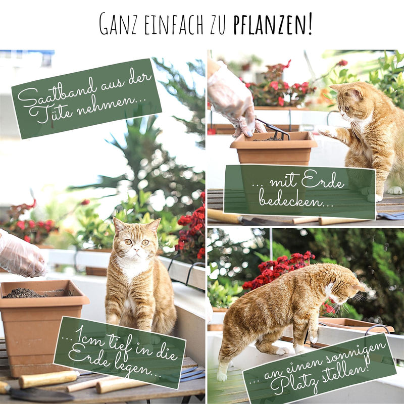 5m Saatband mit Radieschen Samen (Radies Riesenbutter Vitessa) - HappySeed