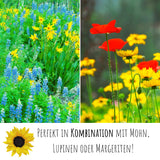Sonnenblumen Samen - Helianthus annuus (Sanfte Riesen) - HappySeed