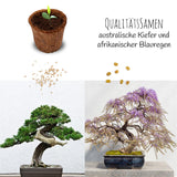 Bonsai Starter Kit inkl. eBook - Pflanzset aus Kokostöpfen, Samen &amp; Erde (Afrikanischer Blauregen + Australische Kiefer) - HappySeed