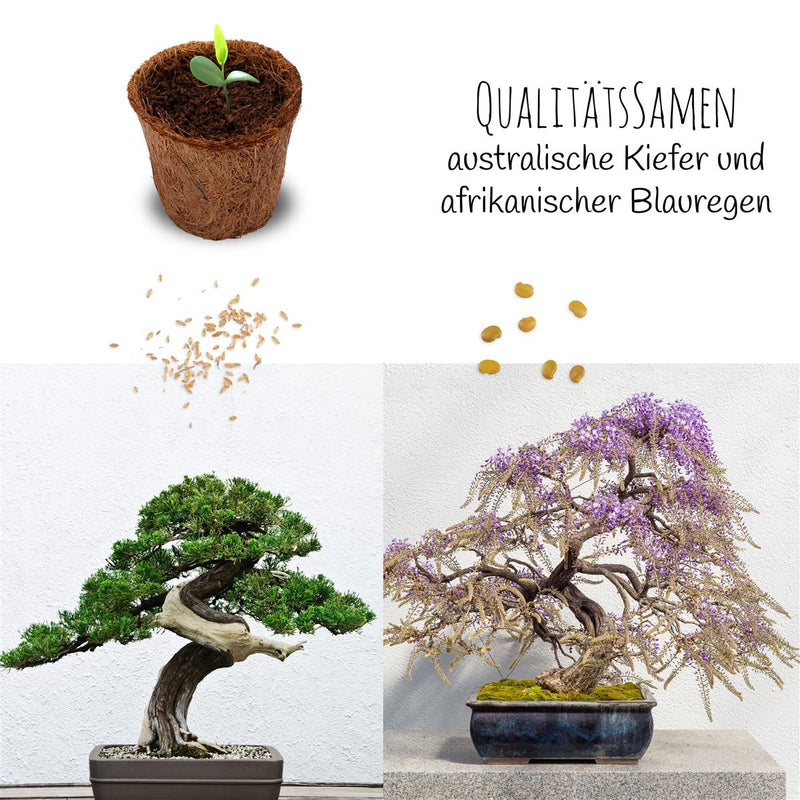 Bonsai Starter Kit inkl. eBook - Pflanzset aus Kokostöpfen, Samen &amp; Erde (Afrikanischer Blauregen + Australische Kiefer) - HappySeed