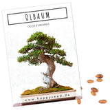 Ölbaum Samen - Olea europaea (Bonsai) - HappySeed