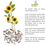 Sonnenblumen Samen - Helianthus annuus (Goldgelb) - HappySeed