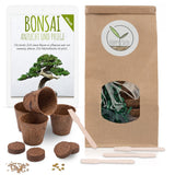 Bonsai Starter Kit inkl. eBook - Pflanzset aus Kokostöpfen, Samen &amp; Erde (Afrikanischer Blauregen + Australische Kiefer) - HappySeed