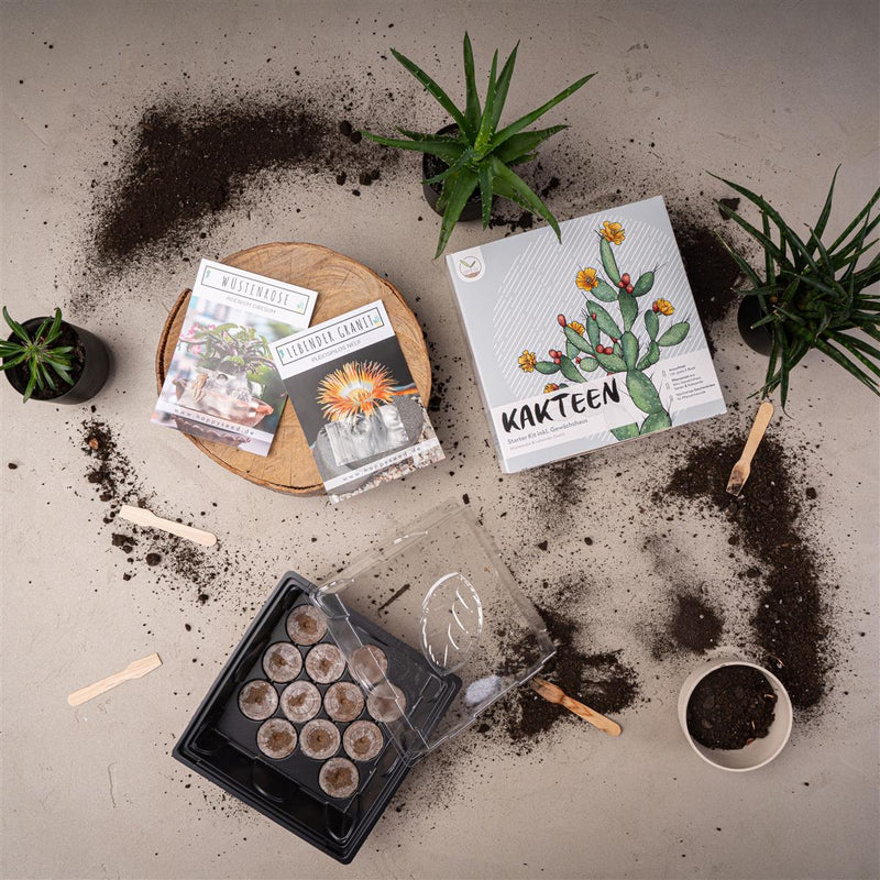 Kakteen Starter Kit - Mini-Gewächshaus, Erde & Samen (Wüstenrose + Lebender Granit) - HappySeed