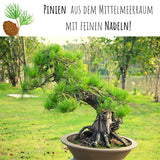 Mittelmeer Pinie Samen - Pinus pinea (Bonsai) - HappySeed