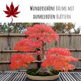 Roter Fächerahorn Samen - Acer palmatum atropurpureum (Bonsai) - HappySeed