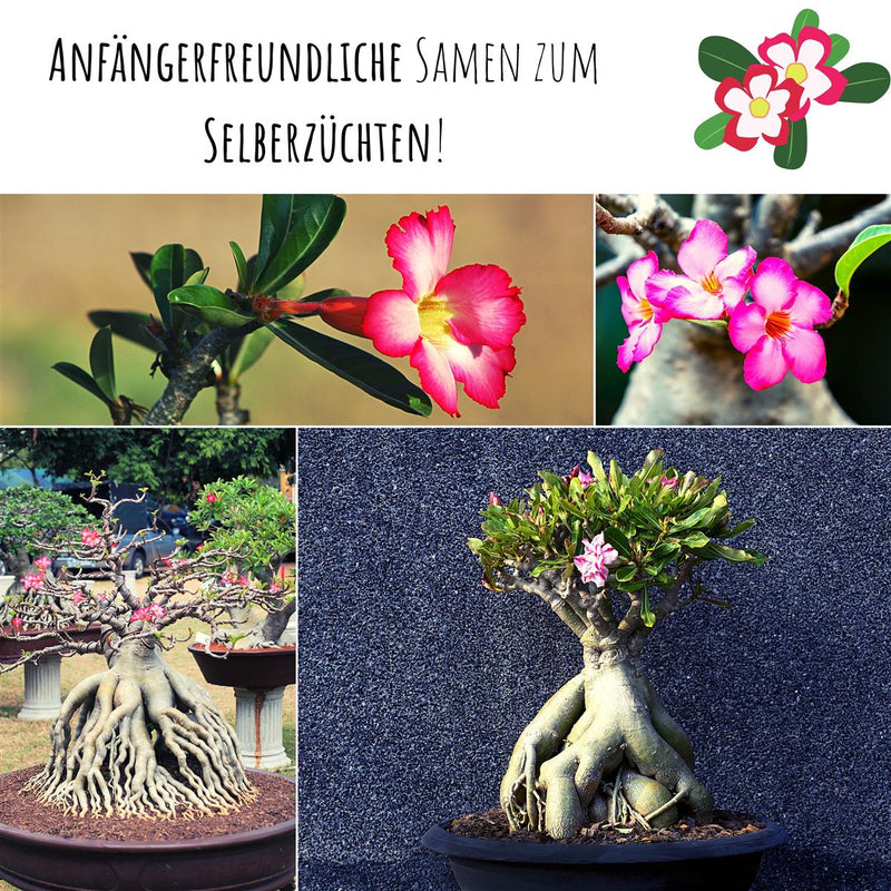 Wüstenrose Samen - Adenium obesum (Bonsai) - HappySeed