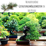 Australische Kiefer Samen - Casuarina equisetifolia (Bonsai) - HappySeed