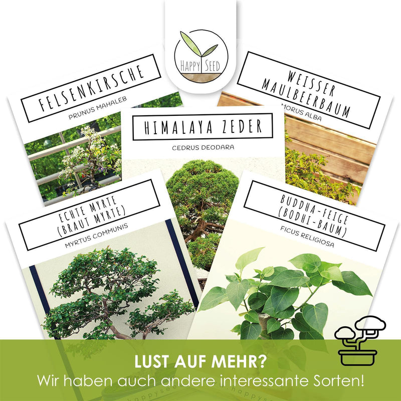 Echte Myrte Samen - Myrtus communis (Bonsai) - HappySeed